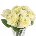 Buque de rosa garden rose verde com 8 hastes - Green x-pression