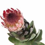 Buque de proteia eximia com 1 haste de 50 cm