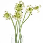 Buque de ornithogalum com 6 hastes de 70 cm