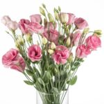 Buque de lisianthus rosa com 10 hastes de 60 cm