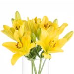 Buque de lirio amarelo com 5 hastes de 60cm - nashville