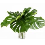 Buque de folhagem costela de adao com 5 hastes - mostera