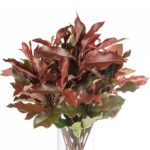 Buque de folhagem fotinia com 10 hastes - photinia