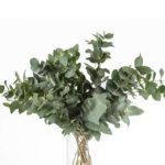 Buque de folhagem eucalipto com 6 hastes