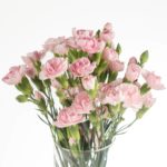 Buque cravina rosa com 12 hastes de 60cm - westdiamond