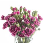 Buque cravina bicolor com 12 hastes de 60cm - tango