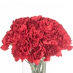 Buque cravo vermelho com 12 hastes de 70cm - Dom Pedro