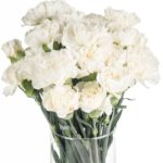 Buque cravo branco com 12 hastes de 70cm - Polar Route