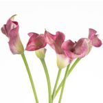 Buque callas rosa com 5 hastes de 60cm - romance