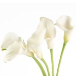 Buque callas branca com 5 hastes de 60cm - ventura