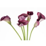 Buque callas vinho com 5 hastes de 60cm - promisse