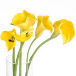 Buque callas amarela com 5 hastes de 60cm - yelloween