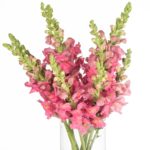 Buque boca de leão rosa com 10 hastes de 60cm