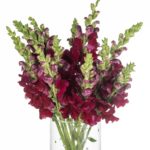 Buque boca de leão vinho com 10 hastes de 60cm