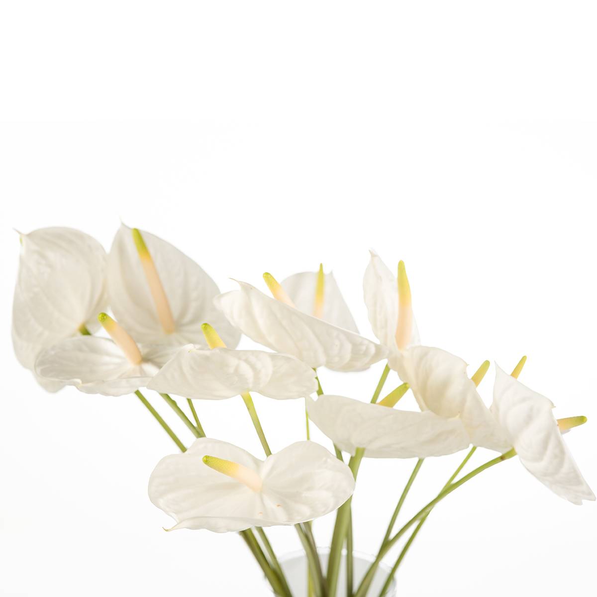 Buque antúrio branco com 6 hastes de 50cm – eternit – Paulinho da Rosa