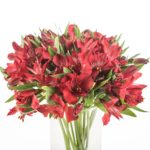 Buque alstromeria vermelha com 10 hastes de 70cm - natalya