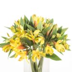 Buque alstromeria amarela com 10 hastes de 70cm - caribean