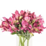 Buque alstromeria pink com 10 hastes de 70cm - napoli