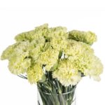 Buque cravo verde com 12 hastes de 70cm - goblin