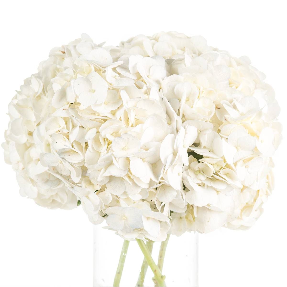 Buque de hortensia branca com 4 hastes de 50 cm – Paulinho da Rosa