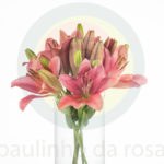Buque de lirio rosa sem perfume com 5hastes 60cm - indian summerset
